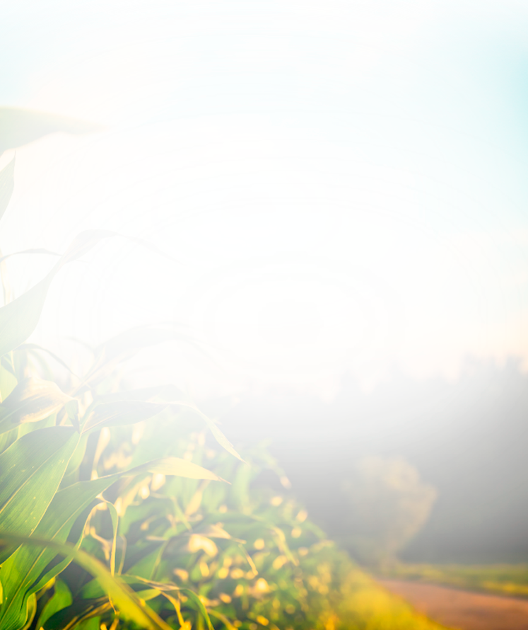 Visão Enxerto Agro